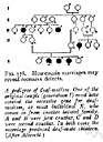 unilateral - tracing descent from either the paternal or the maternal line only