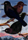 Euphagus carilonus - North American blackbird whose bluish-black plumage is rusty-edged in the fall
