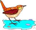 genus Troglodytes