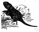 Agamidae - an Old World reptile family of Sauria