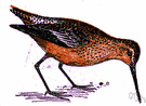 dowitcher - shorebird of the sandpiper family that resembles a snipe