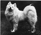 Samoyed - Siberian breed of white or cream-colored dog of the spitz family
