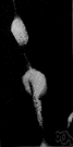 Philaenus - a genus of Cercopidae