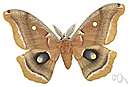 Pernyi moth