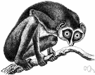 lemur - large-eyed arboreal prosimian having foxy faces and long furry tails