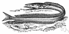 sand lance - very small silvery eellike schooling fishes that burrow into sandy beaches