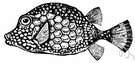 Lactophrys - a genus of Ostraciidae