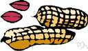 monkey nut - pod of the peanut vine containing usually 2 nuts or seeds