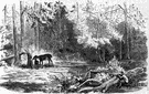 salt lick - a salt deposit that animals regularly lick