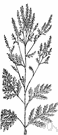 common ragweed - annual weed with finely divided foliage and spikes of green flowers