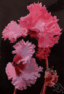 Cyclamen purpurascens - Mediterranean plant widely cultivated as a houseplant for its showy dark green leaves splotched with silver and nodding white or pink to reddish flowers with reflexed petals