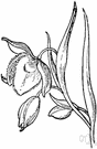 golden fairy lantern - globe lily having open branched clusters of clear yellow egg-shaped flowers