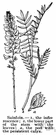 Onobrychis - genus of Old World herbs having pinnate leaves and pink or whites racemose flowers followed by flat unjointed pods