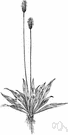 Plantago lanceolata - an Old World plantain with long narrow ribbed leaves widely established in temperate regions