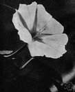 Ipomoea alba - pantropical climber having white fragrant nocturnal flowers