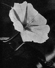 moonflower - pantropical climber having white fragrant nocturnal flowers