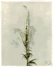 Culver's physic - a tall perennial herb having spikes of small white or purple flowers