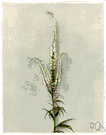Veronicastrum virginicum - a tall perennial herb having spikes of small white or purple flowers