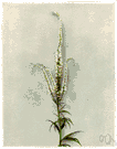 whorlywort - a tall perennial herb having spikes of small white or purple flowers