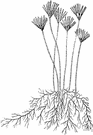 genus Penicillium - genus of fungi commonly growing as green or blue molds on decaying food