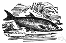 Rutilus rutilus - European freshwater food fish having a greenish back