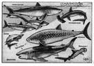 Odontaspis taurus - shallow-water shark with sharp jagged teeth found on both sides of Atlantic