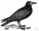 Corvus frugilegus - common gregarious Old World bird about the size and color of the American crow