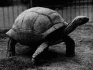 giant tortoise - very large tortoises of the Galapagos and Seychelles islands