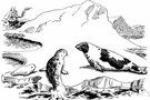 Pagophilus groenlandicus - common Arctic seal