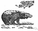 sloth bear - common coarse-haired long-snouted bear of south-central Asia