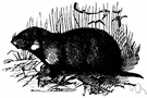 Cricetus cricetus - a variety of hamster common to Europe and Asia