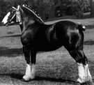 Shire horse - British breed of large heavy draft horse
