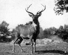 Cervus elaphus - common deer of temperate Europe and Asia
