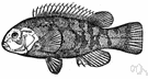 Tautoga onitis - large dark-colored food fish of the Atlantic coast of North America