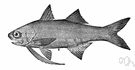 family Polynemidae - threadfins