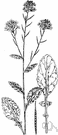 charlock - weedy Eurasian plant often a pest in grain fields