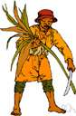 sugar cane