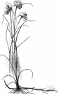 Eriophorum angustifolium - having densely tufted white cottony or downlike glumes