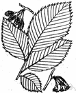 Jersey elm - a variety of the English elm with erect branches and broader leaves