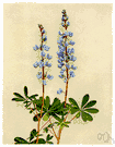 old-maid's bonnet - stout perennial of eastern and central North America having palmate leaves and showy racemose blue flowers