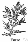 Ulex europaeus - very spiny and dense evergreen shrub with fragrant golden-yellow flowers