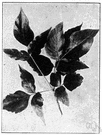 genus Malosma - one species
