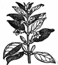 Sesamum - tropical African and Indian herbs