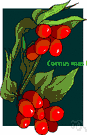 genus Cornus - a rosid dicot genus of the family Cornaceae including: dogwood