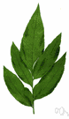 Polybotria cervina - tropical American terrestrial fern with leathery lanceolate fronds