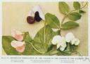 Mendelian - of or relating to Gregor Mendel or in accord with Mendel's laws