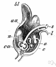 feticide - the act of destroying a fetus