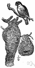 Ploceus - type genus of the Ploceidae