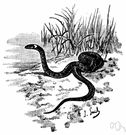 Natrix natrix - harmless European snake with a bright yellow collar