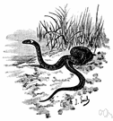 Ring snake - harmless European snake with a bright yellow collar